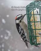 Downey Woodpecker.jpg